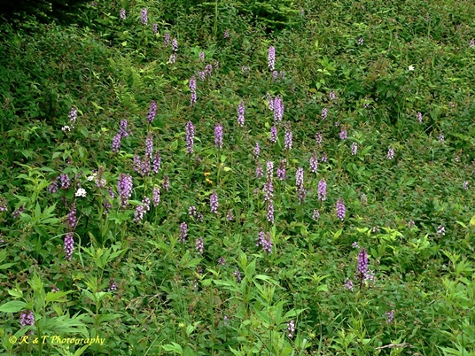 {Platanthera psycodes}